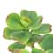 6.5" Jade Plant in Terra Cotta Pot by Ashland®